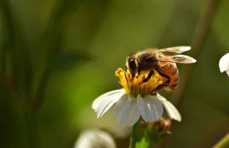 api cibo collegamento