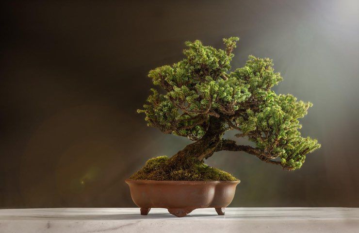 bonsai pianta portafortuna