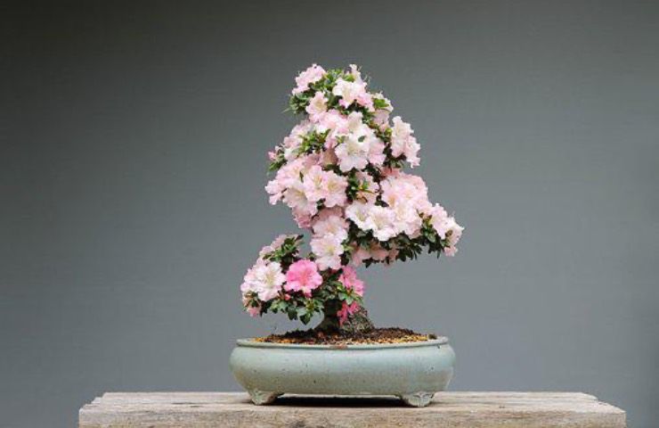 bonsai fiori rosa coltivazione