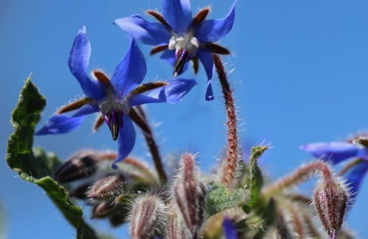 fiore blu borragine