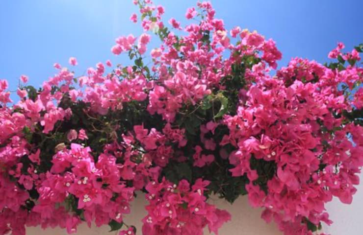 fiori rosa bouganville