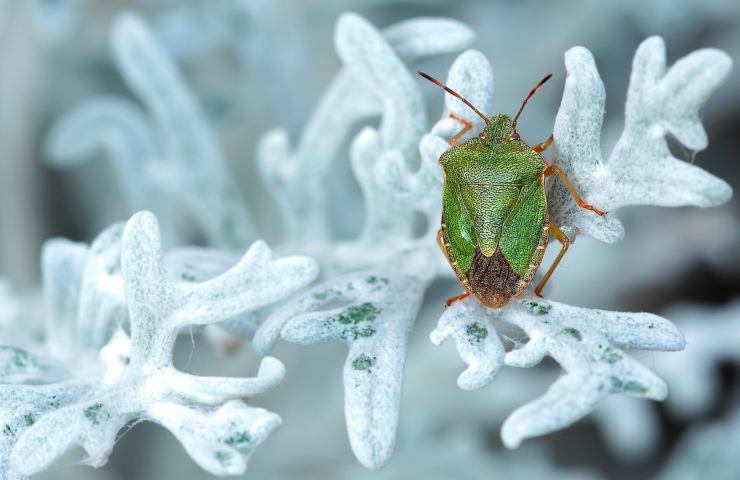 cimici rimedi naturali