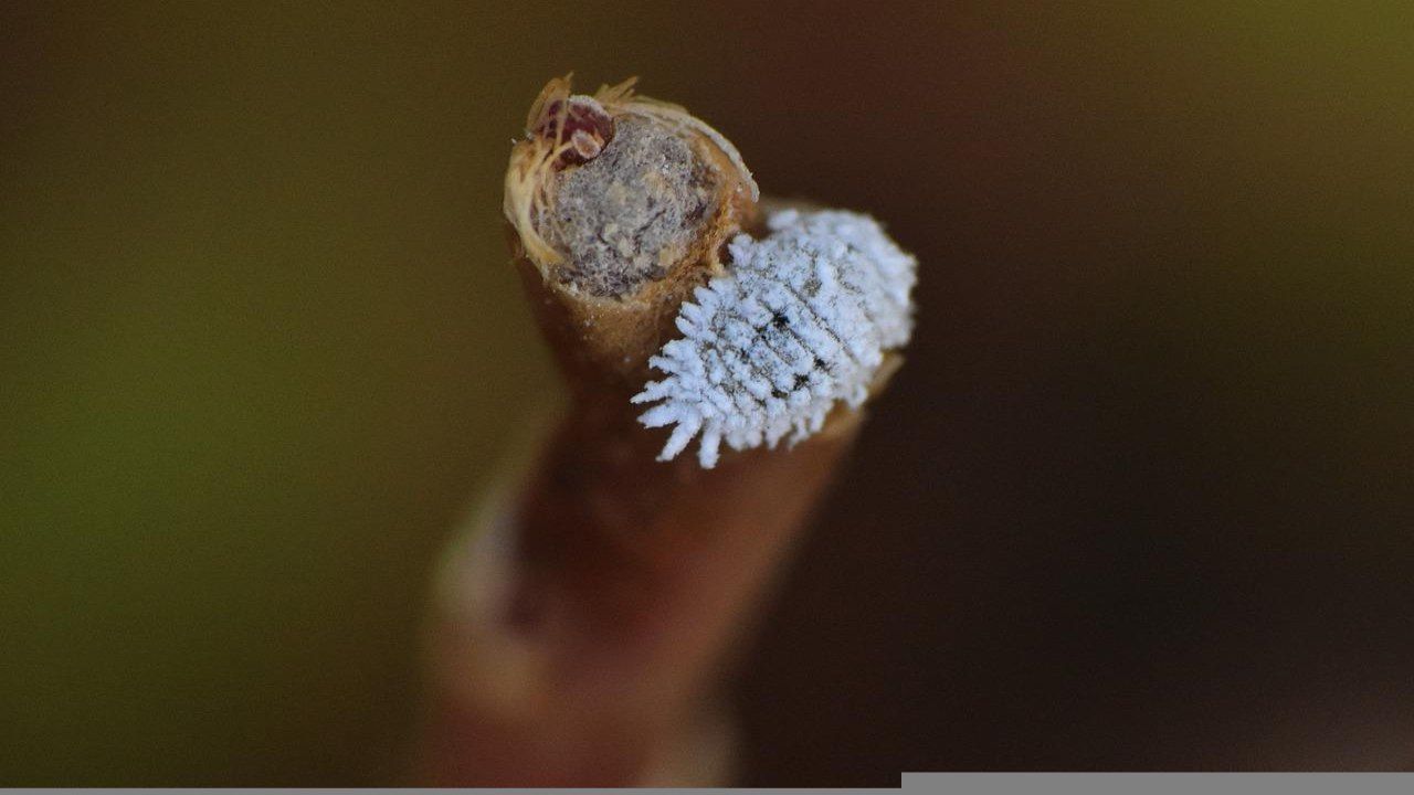 Parassiti agrumi cocciniglia cotonosa
