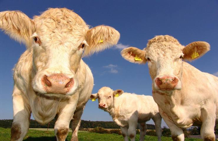 Flatulenze metano mucche
