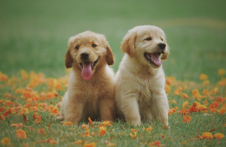 cuccioli golden retriever truffa