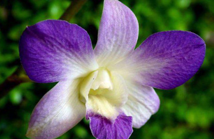 dendrobium viola bianca