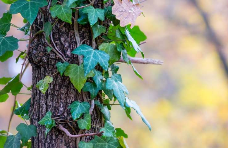 pianta rampicante sostegno naturale