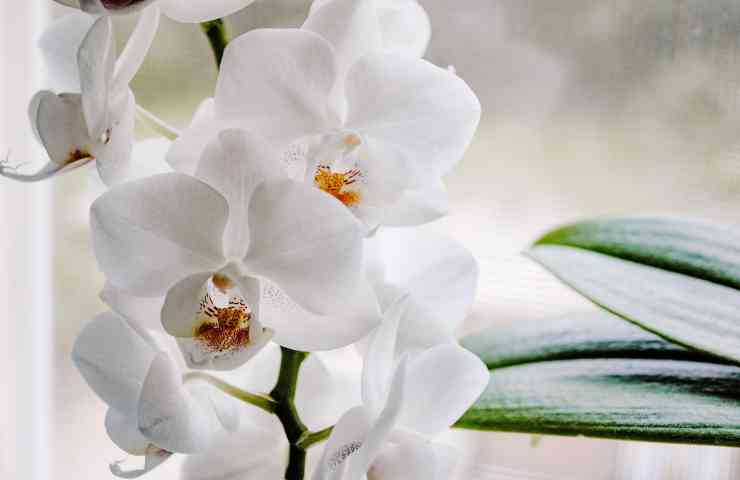 fertilizzante orchidee 