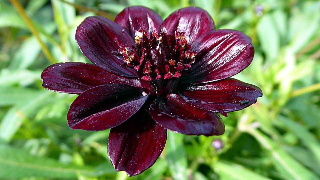 Fior di cioccolato curiosità