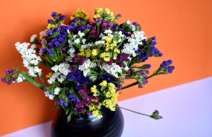 Limonium coltivare in vaso