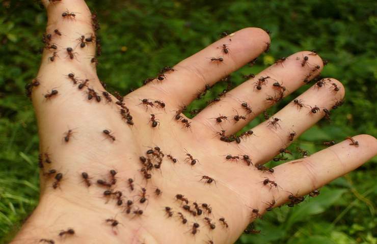 bicarbonto e aceto contro le formiche 