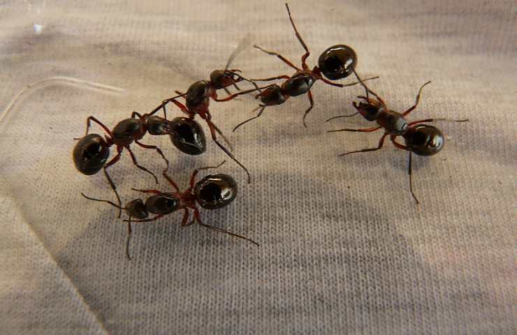 combattere le formiche 