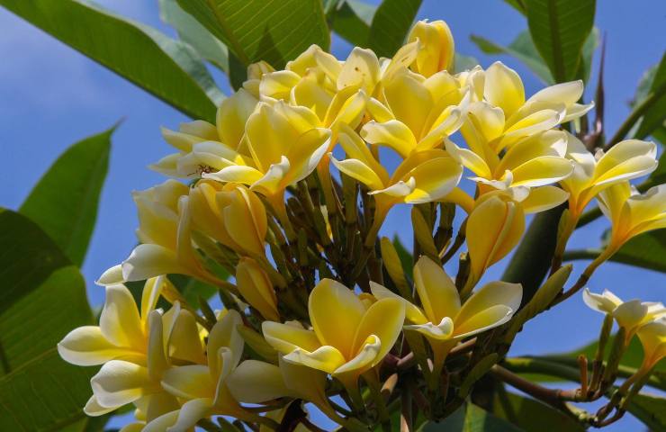 Pomelia pianta tropicale fiori gialli