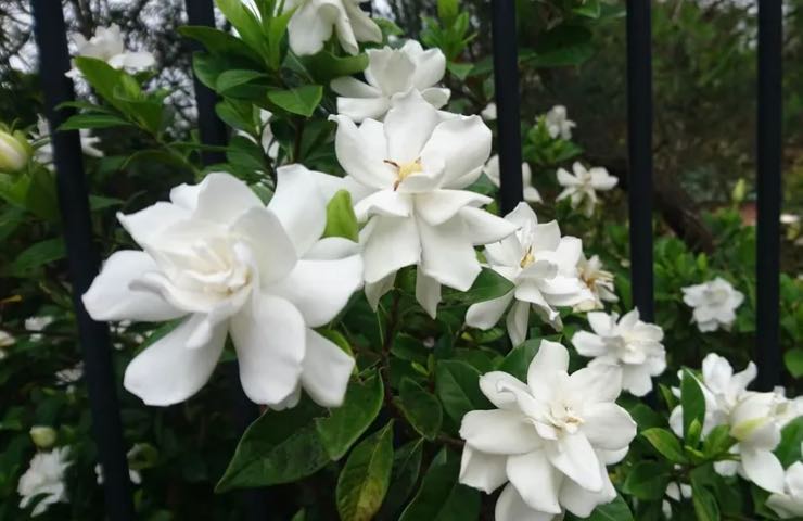 fiori bianchi gardenia