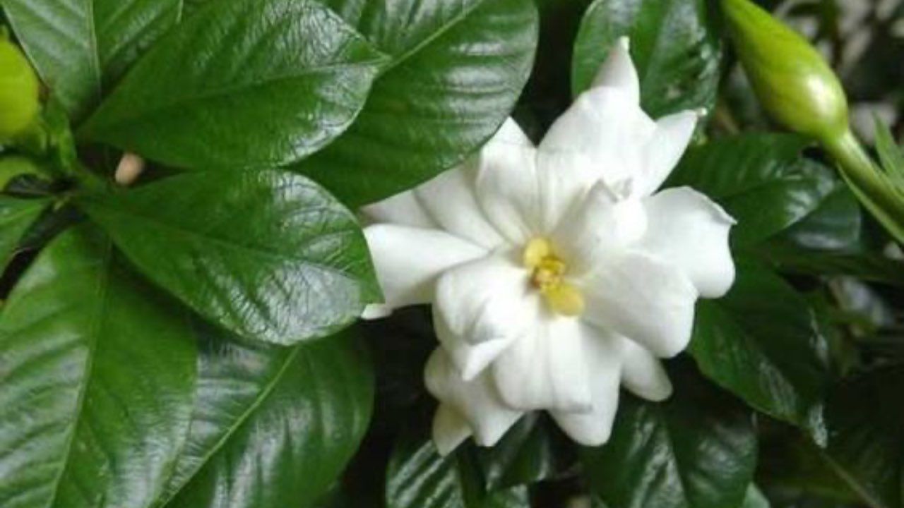 gardenia fiore