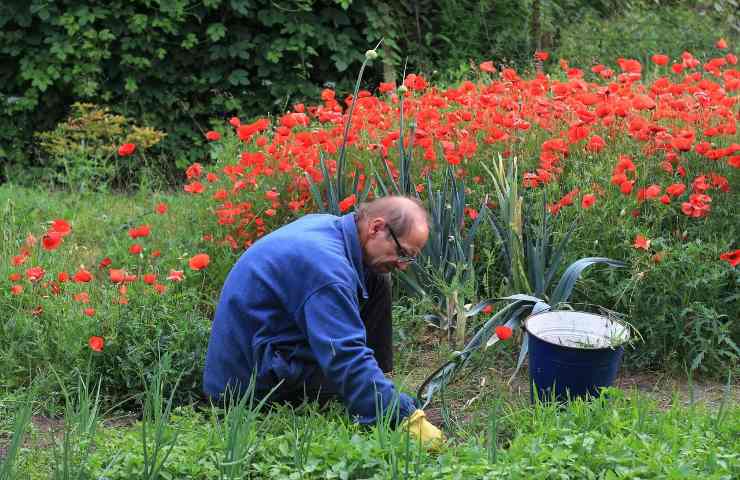 Diserbante ecologico gardening