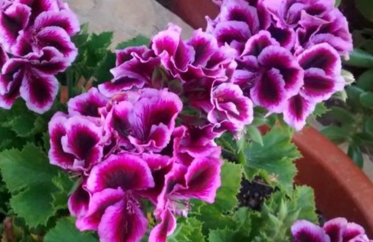 fiori viola geranio