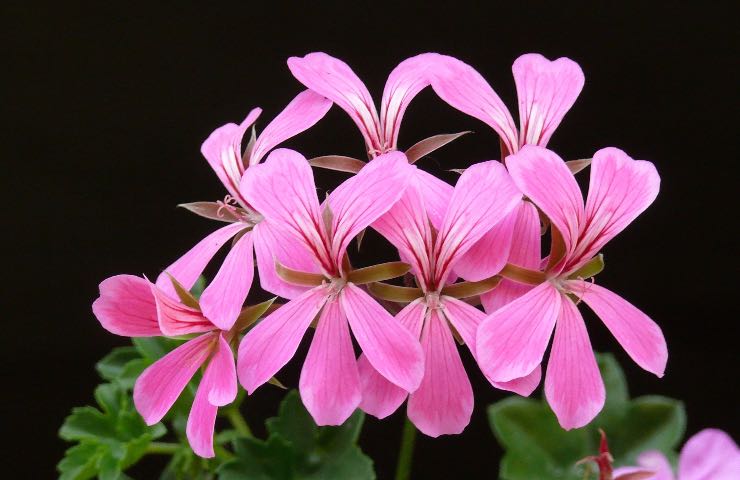 geranio fiori rosa