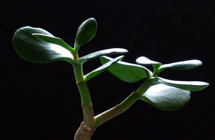 Coltivazione albero giada ramo