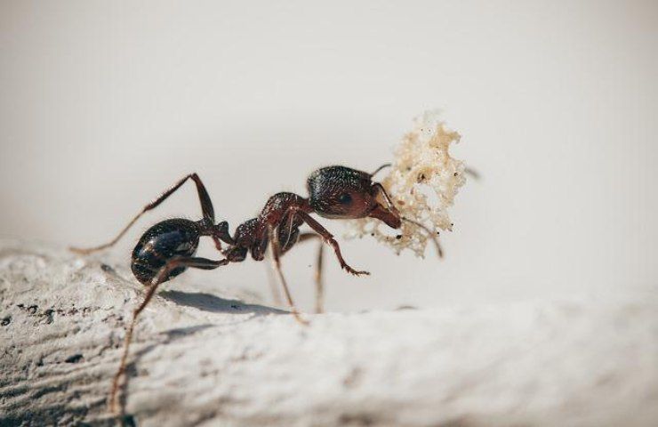 formiche fermate l'invasione 