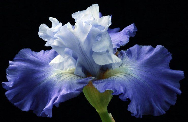 Piante resistenti vento iris