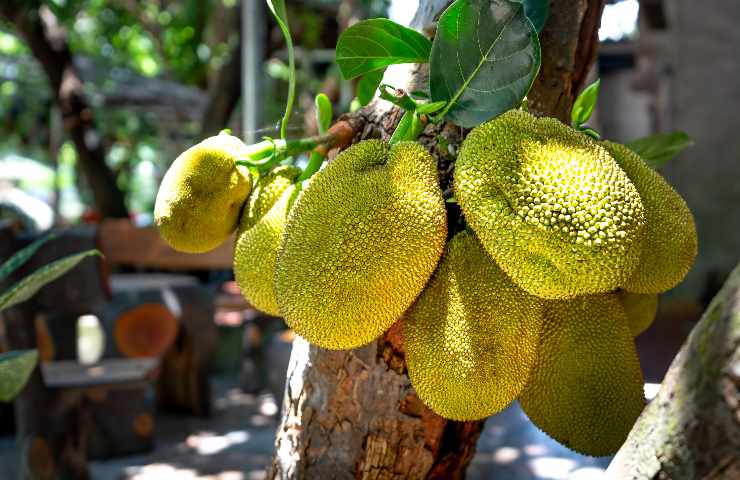curiosità jackfruit