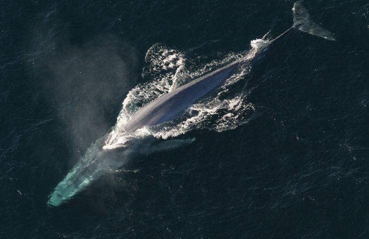 Balena 