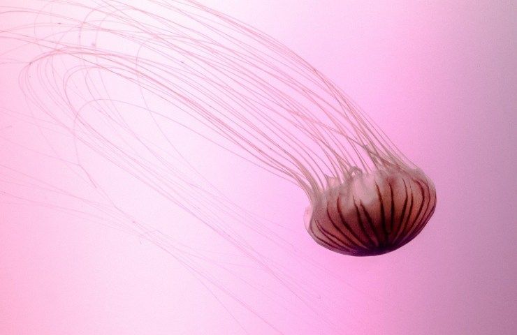 Meduse mari italiani Noctiluca