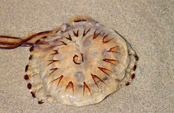 Meduse mari italiani spiaggia