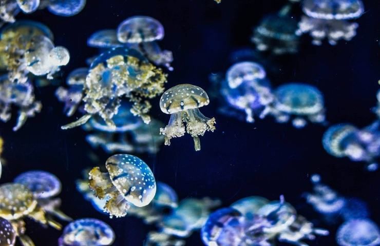 Invasione di meduse mare 