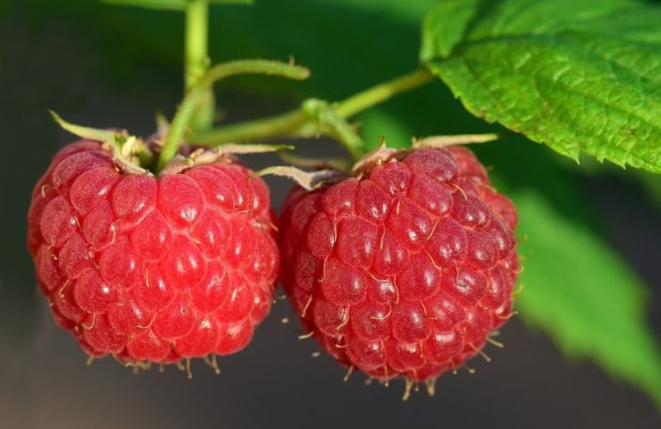 Spesa luglio lamponi