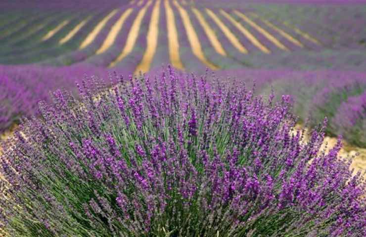 campo lavanda fiori