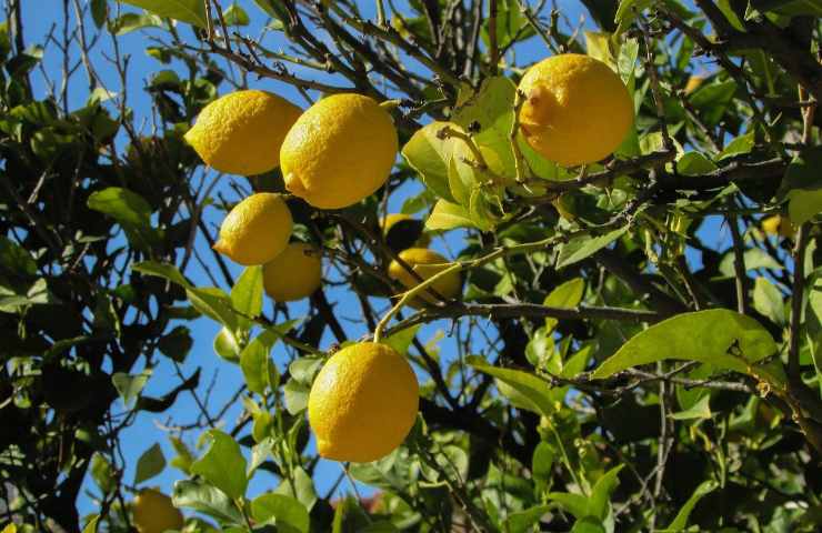 Albero limoni coltivazione frutti