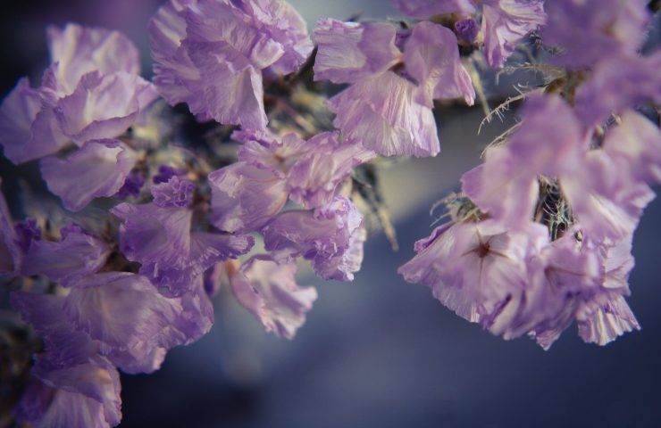 Limonium coltivare fiori di carta 