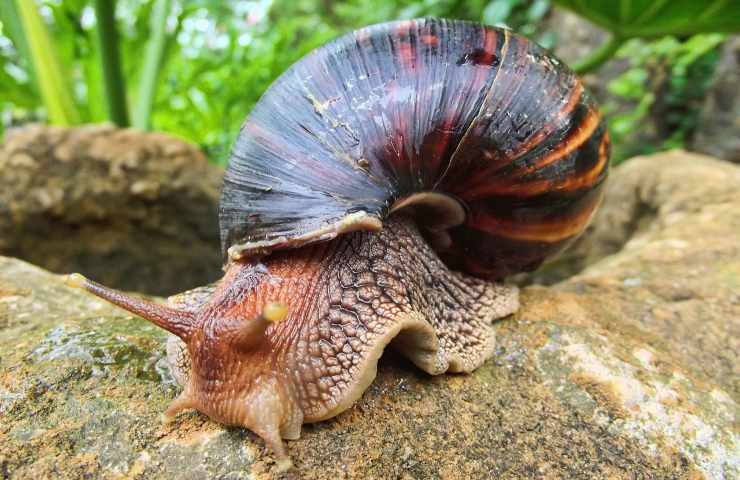 Lumaca africana USA parassita 