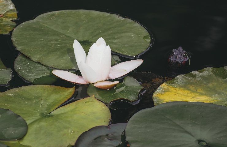 fiore bianco ninfea scoperta