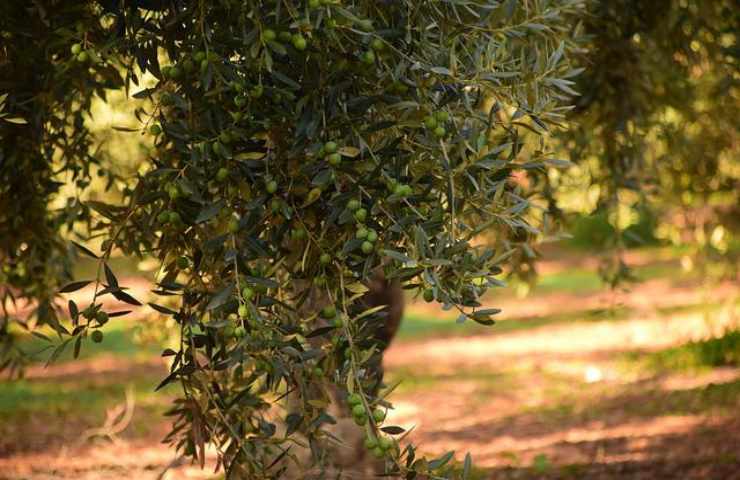 potatura verde olivo consigli