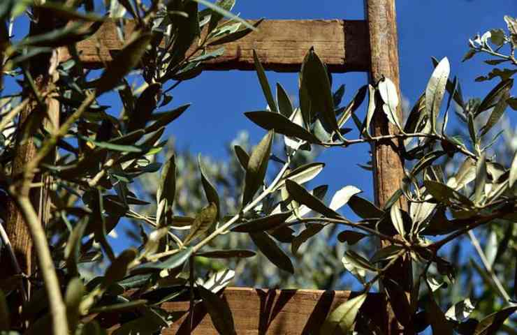 olivo potatura 