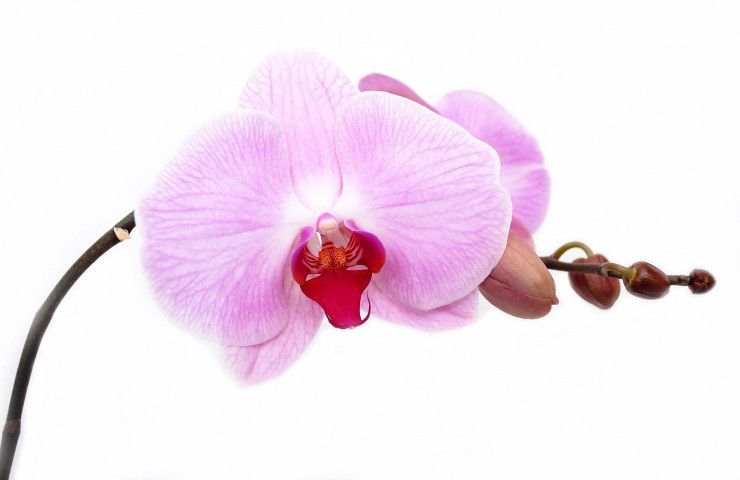 Orchidea rosa cura
