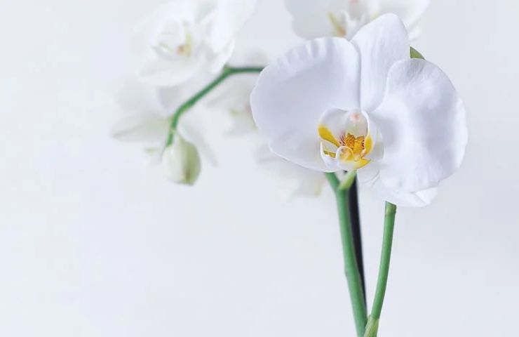 orchidea bianca pistillo giallo consigli