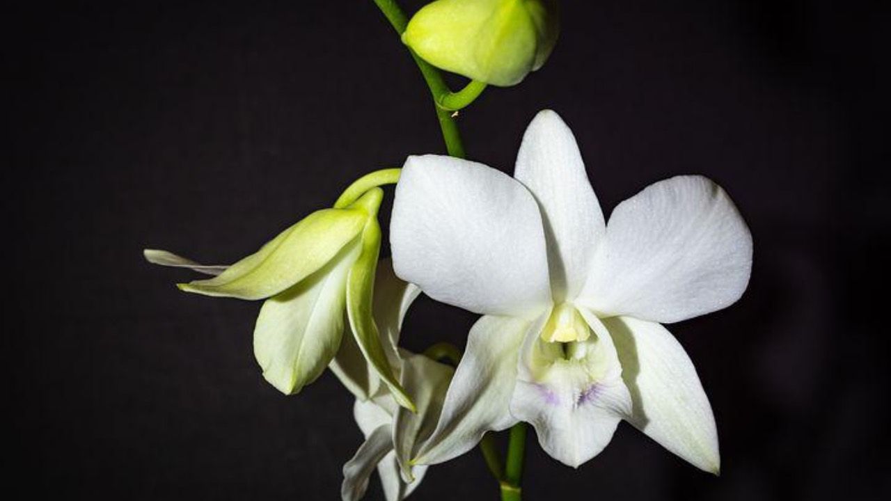 orchidea bianca riproduzione