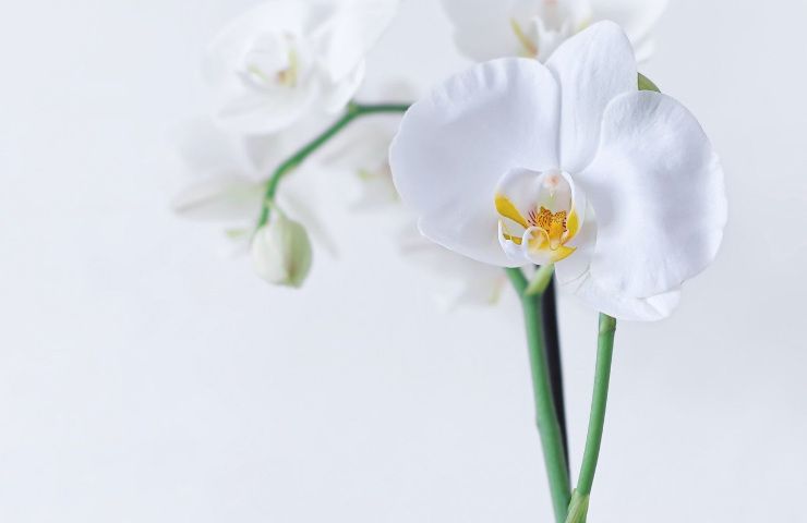 Orchidea bianca cura 