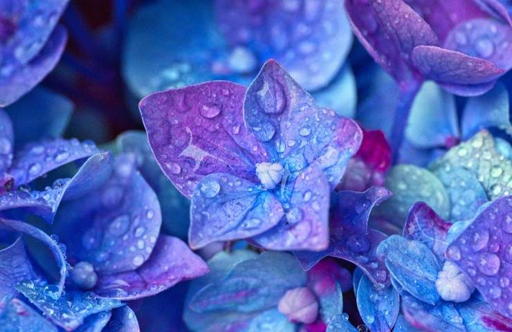 Ortensia blu fiorita