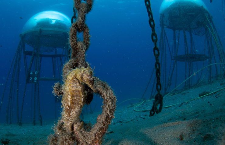 Orto subacqueo meduse