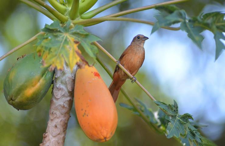 Papaya coltivare Italia consigli 