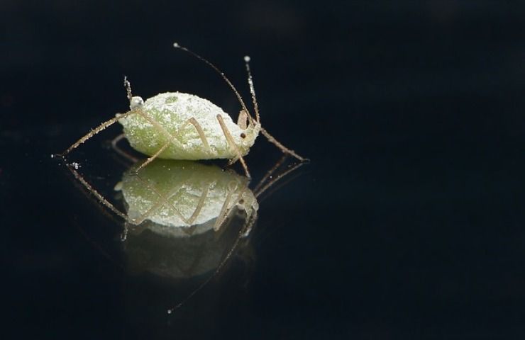 parassita attacca piante