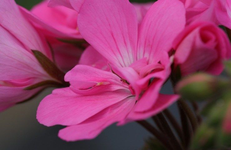 Geranio rosa fiorito