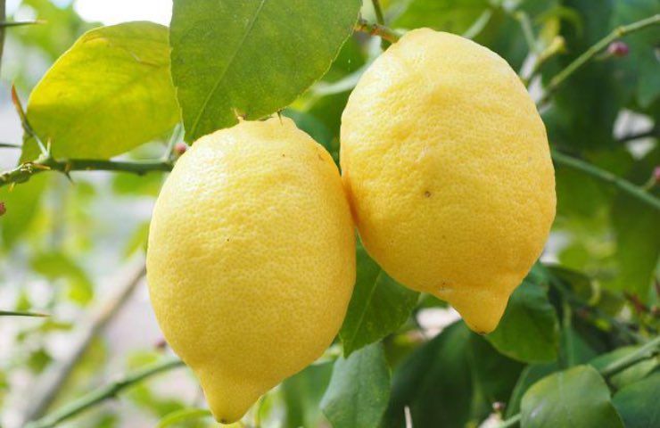 albero limoni cura
