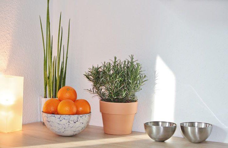 pianta rosmarino vaso