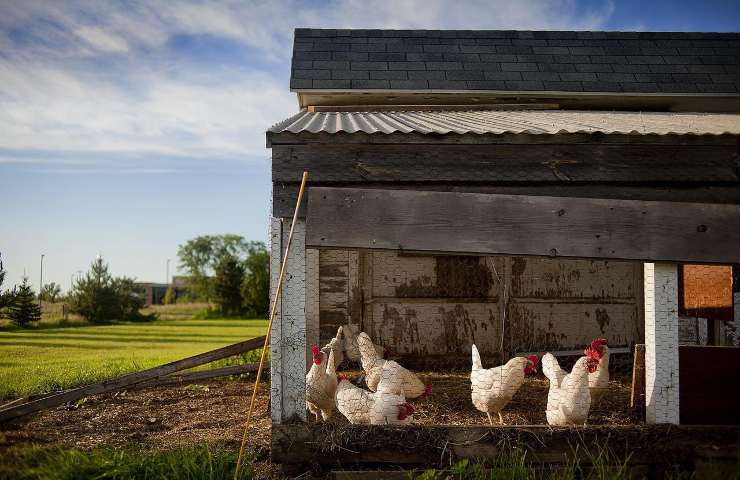 Allevamento galline pollaio